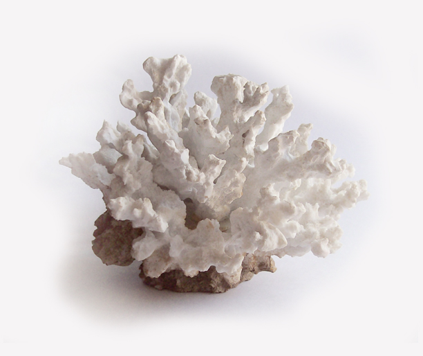 faux coral